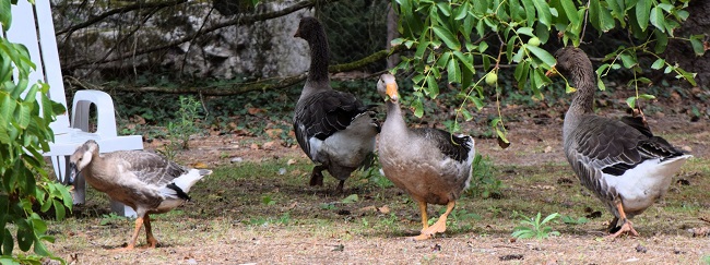 Les oies de Sologne